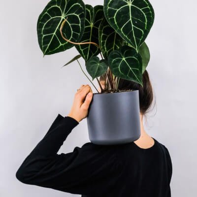 Tentang Kami Plants Store Gallery Img 1